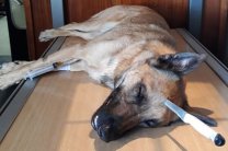 Собака защищала хозяина, даже получив удар ножом в голову, но смогла выжить