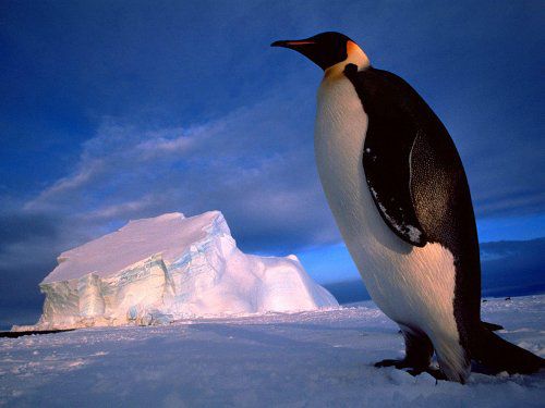 Императорский пингвин (Aptenodytes forsteri) фото