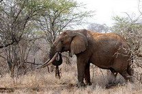 Охотник возложил на турфирму вину за несостоявшуюся встречу со слоном