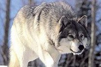 Уничтожение волков может обернуться сбоем в экосистеме Украины, предупреждают экологи