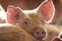 Чума свиней может обрушить все животноводство России