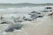 В Новой Зеландии на берег выбросились 82 дельфина