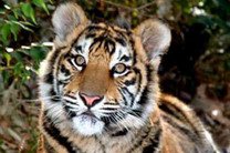 В Индии спасли провалившегося в колодец тигра