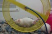Биологи вывели "заикающихся" мышей, чтобы найти ген заикания у людей