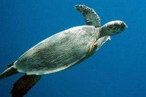 Черепахи находят дорогу в океане по "магнитной карте"