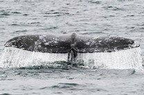 На пляж в Англии вынесло мертвого кита