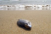 �������� ������ ��� ������� � ������ �������� �� ���-���������