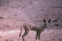 Одинокий Волк Африки: новый вид найден в Эфиопии