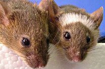 Поющие мыши запутали ученых
