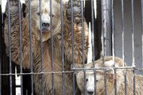 Британцы призвали закрыть киевский зоопарк
