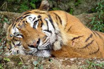 Популяция тигров увеличилась в Индии на 12% за четыре года