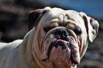 Весенние запахи могут выводить собак из равновесия