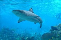Власти Багамских островов запретили коммерческий вылов акул