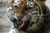 "Ночь кошек" в Хельсинки поможет спасти амурских тигров и леопардов