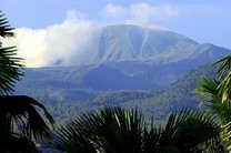 Биологи нашли на востоке Индонезии гигантских ос