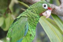 Украинский ученый расшифровал геном попугая - символа Пуэрто-Рико