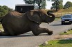 Слон уснул прямо на автомобильной дороге