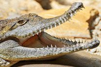 Сто "очень спокойных" крокодилов сбежали с фермы в Таиланде