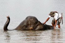 Слоны страдают от наводнений в Таиланде
