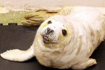 Обреченный на смерть детеныш тюленя был спасен людьми