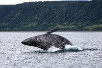 Найден кит, возможно, принадлежащий к "скрытой" охотской популяции