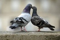 Власти Брюсселя отказались от стерилизации голубей