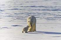 WWF России ищет "приемных родителей" для 500 белых медведей