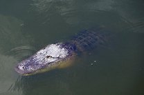 Крокодил вызвал панику на мексиканском курорте