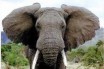 Около 100 слонов погибли в крупнейшем национальном парке в Зимбабве из-за засухи