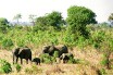 Британский биолог получила награду за ульи, отпугивающие слонов