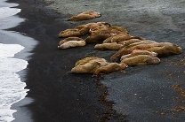 Моржам в Баренцевом море угрожает шум и загрязнение воды