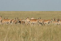 Природный заказник для краснокнижных антилоп появился в Забайкалье