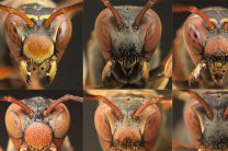 Общественные осы узнают собратьев по "лицам", выяснили ученые