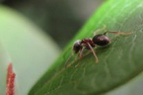 Цикады и тли оказались пособниками муравьев-захватчиков в США