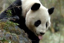Гигантские панды впервые за 17 лет "прописались" в Британии