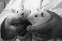 Влюбленные мыши рожают более здоровое потомство, выяснили ученые