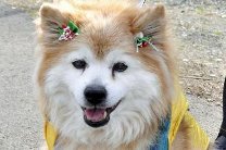 Самая старая в мире собака умерла на 27-м году жизни в Японии