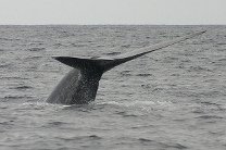 Гринпис выступил против планов японских китобоев добыть тысячу китов