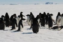 Пингвины считают взмахи крыльев во время ныряния, обнаружили ученые