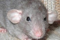 Крысы имеют способность к сопереживанию