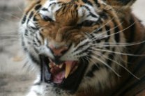 Охотники застрелили сбежавшего из зоопарка в Румынии тигра