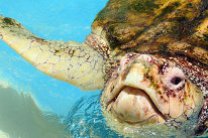 Редкий вид черепах может исчезнуть из-за нефтеразведки в Адриатике