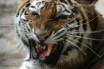 Амурских тигров в китайском заповеднике снабдят искусственным снегом