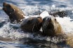 В США рассмотрят вопрос о рыбной ловле в местах обитания сивучей