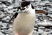 ���������� �������� ��������� ������ ��� ������� ���������� �������