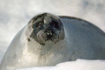 Канада озабочена решением ТС запретить импорт шкур тюленя