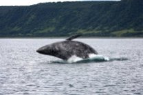 Помеченные осенью у Сахалина серые киты доплыли до побережья Аляски