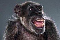 Шимпанзе Чита, сыгравший в фильмах о Тарзане в 1930-х, скончался в США