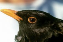 Очередной случай массовой гибели птиц произошел в Новый год в США