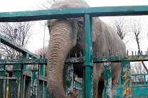 Одесский зоопарк ищет для животных опекунов